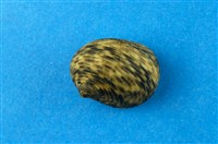 藏品(高腰蜑螺)的圖片